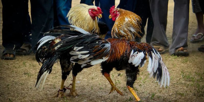 Hướng dẫn cách xem ngày đá gà tốt nhất